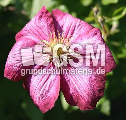 Clematis-4.jpg